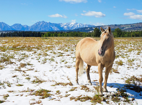 Closeup of a Palomino Horse in Grand Tetons National Park, Wyoming After an Early Snow Storm