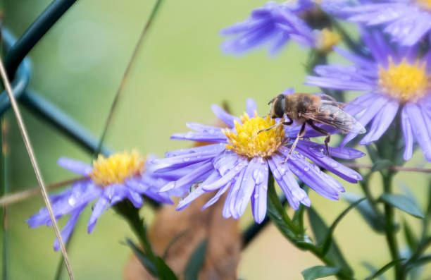 Colorful macro shot of Aster amellus and an insect. Selective focus on the flower, blurred background.
