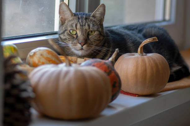 istock One domestic tomcat sitting on windowsill and waiting for halloween celebration with two winter pumpkins, painted frightening Ja 1284219822