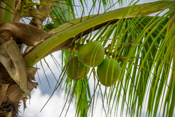 exotic green coconut fruits on palm tree branch