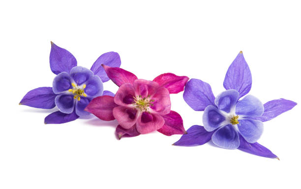 istock aquilegia flower isolated 1284220822