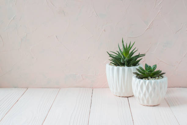 istock Different succulent plants in different pots. Indoor plants at home on a white shelf. There is space for text. Minimalism. 1284221009