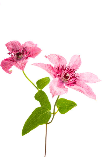 istock beautiful clematis flower isolated 1284221054