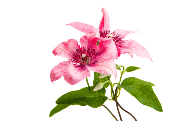 istock beautiful clematis flower isolated 1284221138