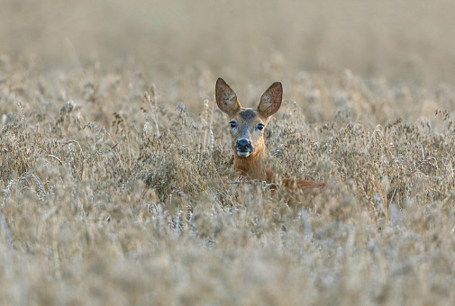 Female roe deer looking out of a cereal field.