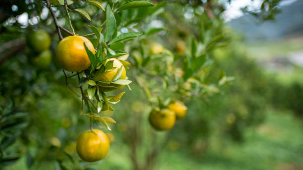 istock Food Photo 1284222343