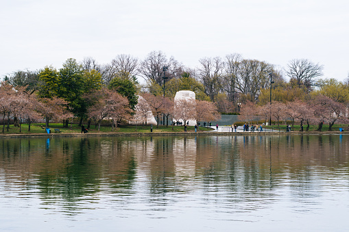 Cherry blossoms along the Tidal Basin, in Washington, DC.