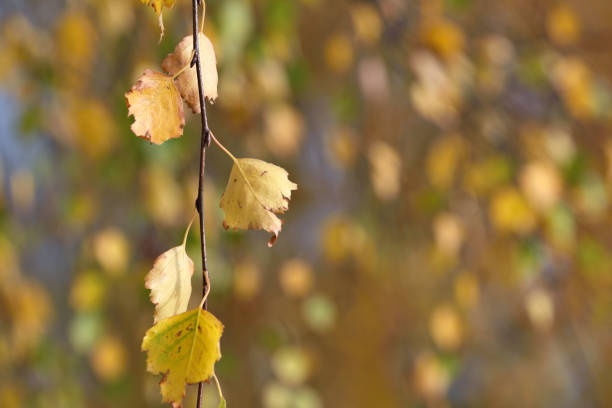 istock Autumn background with golden leaves 1284223934