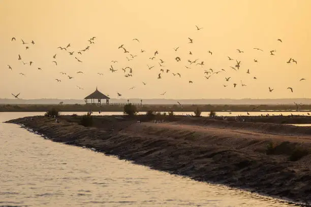 Photo of birds flying over the marshes of Huelva at sunset