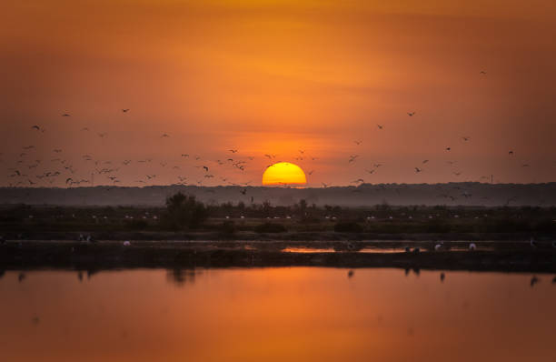 istock sunset in a marsh with birds flying 1284224102