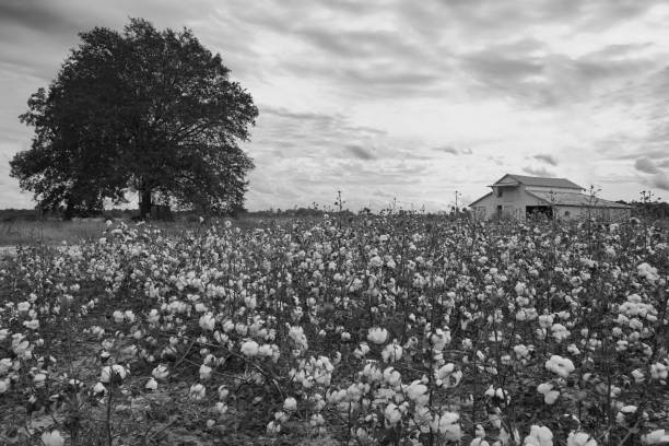 Cotton field with a barn and a tree in black and white stock photo