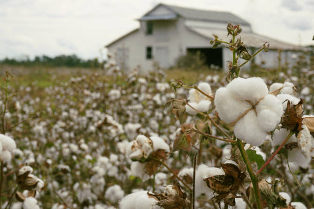 Close-up of a cotton boll with cotton field and barn in the background stock photo