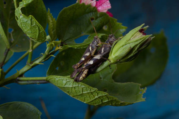 dwa konik polny kojarzący się ze sobą - locust two animals insect pest zdjęcia i obrazy z banku zdjęć