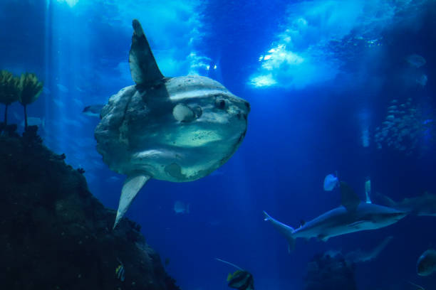 istock sunfish (moonfish) swimms in blue ocean water 1284226150
