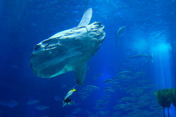 istock sunfish (moonfish) swimms in blue ocean water 1284226661
