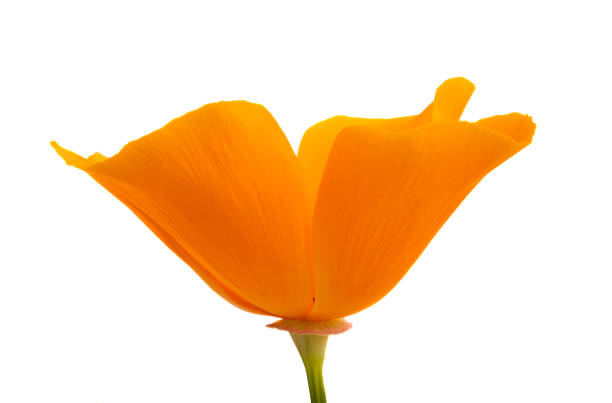 istock orange poppy isolated 1284227422