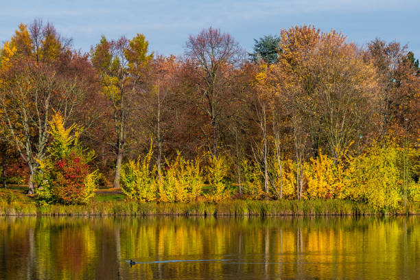 istock Autumn landscape with trees at lake 1284229455