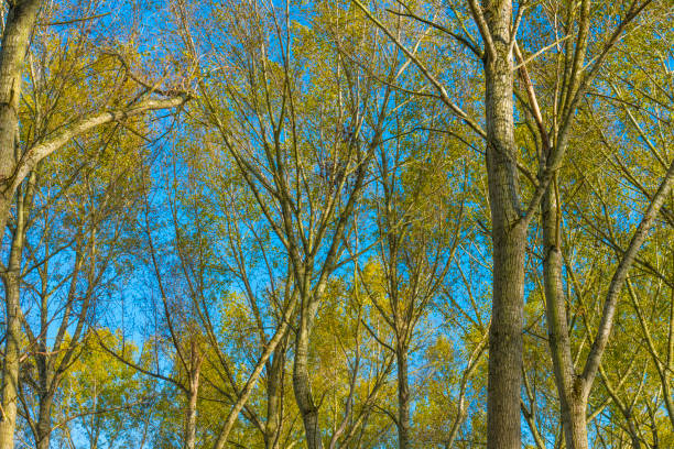 Trees in autumn colors in a field under a blue bright sky in sunlight at fall, Almere, Flevoland, The Netherlands, November 3, 2020