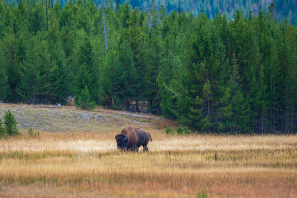 istock Buffalo in tall grasses 1284230144