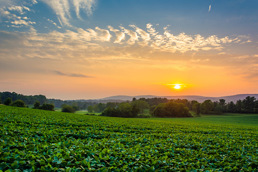Increíble cielo al atardecer sobre las colinas de Piegon y campos de cultivo, cerca de Spring Grove, Pensilvania. photo
