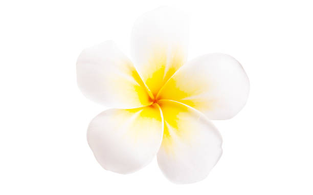 istock beautiful plumeria flower isolated 1284231570