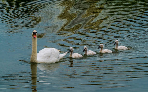 istock Swan and its cute chicks floating in formation 1284231783