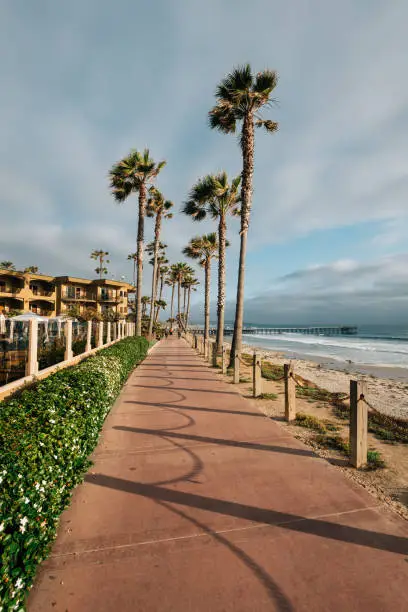 Path and palm trees on a bluff in Pacific Beach, San Diego, California