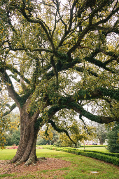 istock A tree in Baton Rouge, Louisiana 1284233094
