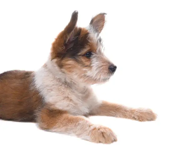 Dog: An Australian Shepherd Puppy laying on white surface, side view.