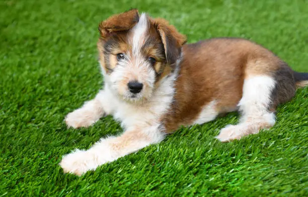 Mixed Breed Dog: Australian Shepherd Mix Breed Puppy laying on artificial grass surface.