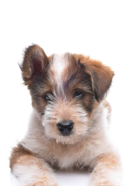 Closeup of a cute adorable Australian Shepherd Mix Puppy laying on a white surface. One ear is up and the other is down.