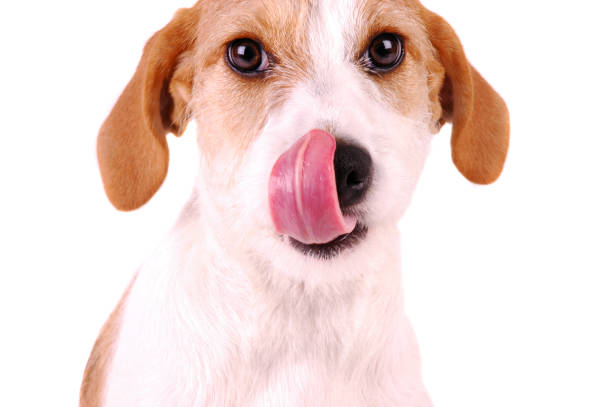istock Puppy Licking Nose 1284233887