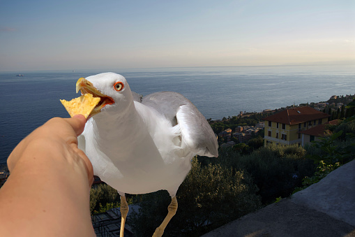 The seagull eating from the hand.