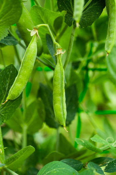 istock green peas growing on the farm 1284235670