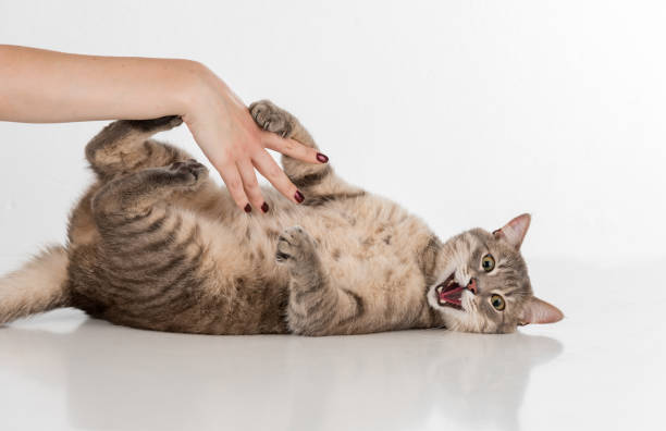 istock Woman Hand Touch Gray Cat and Play. White Background and reflection 1284235685