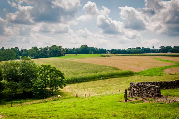 Summer view of farm fields in rural Baltimore County, Maryland
