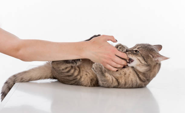 istock Woman Hand Touch Gray Cat and Play. White Background and reflection 1284235907