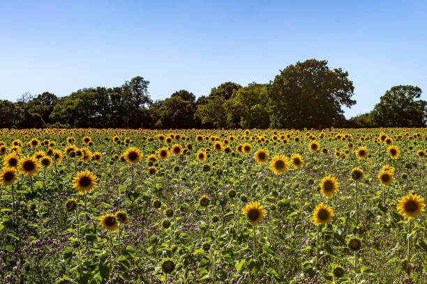 istock A Sunflower Field in Summer 1284236214