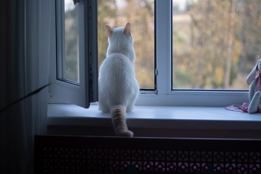 The cat looks out the window. White cat looks outside sitting on the windowsill. Pet.