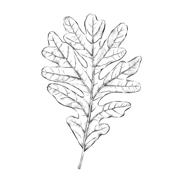 Vector illustration of Oak Leaf Ink Drawing. Vector EPS10 Illustration