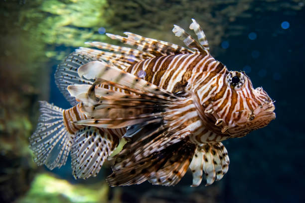istock Red Lionfish Inside The Aquarium Tank 1284237397