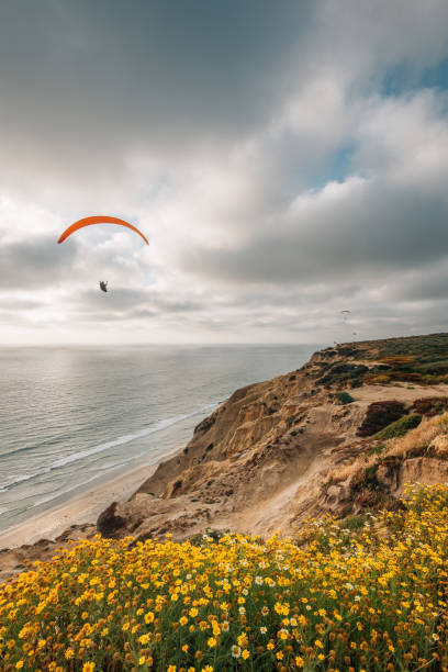 fiori gialli al gliderport, torrey pines state reserve, san diego, california - gliderport foto e immagini stock