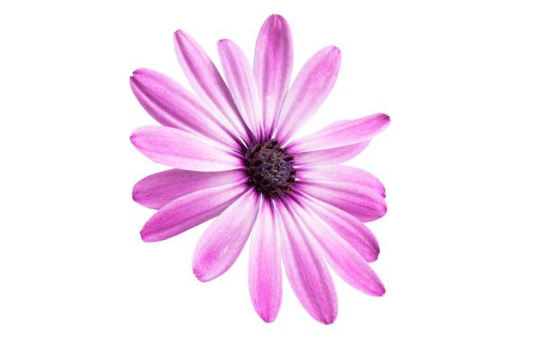 istock Pink Osteospermum Daisy or Cape Daisy Flower 1284237565