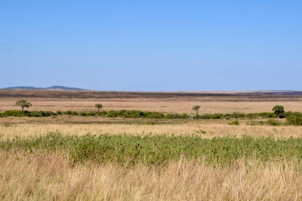 istock Kenya: landscape of maasai mara park 1284238543