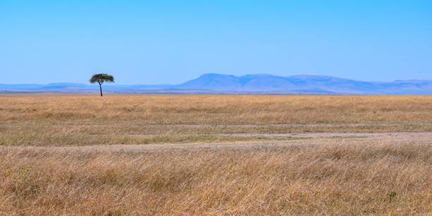 istock Kenya: landscape of maasai mara park 1284238571