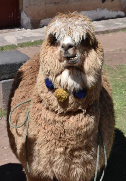 istock Funny Alpaca Squint Jaw 1284238912