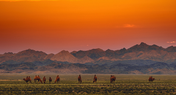 Bactrian Camels on a pasture in Mongolia at sunset. Panorama of the pasture. Source of meat, milk and wool. Camel down, a favorite souvenir of tourists.