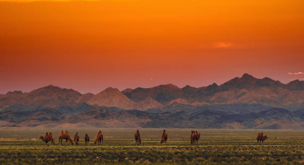 Bactrian Camels on a pasture in Mongolia at sunset. Panorama of the pasture. Source of meat, milk and wool. Camel down, a favorite souvenir of tourists Bactrian Camels on a pasture in Mongolia at sunset. Panorama of the pasture. Source of meat, milk and wool. Camel down, a favorite souvenir of tourists. independent mongolia stock pictures, royalty-free photos & images