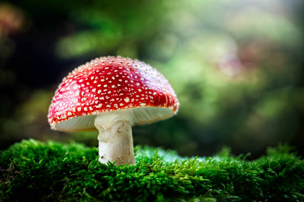 volar agaric rojo y blanco setas venenosas o saptool fondo en el bosque - moss toadstool fotografías e imágenes de stock