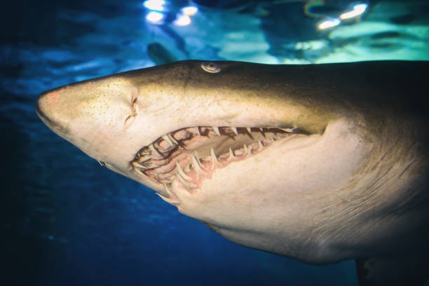 istock Close Up Shot Of A Shark Inside The Aquarium 1284240664